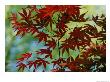 Japanese Maple Leaves by Darlyne A. Murawski Limited Edition Print
