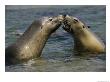 A Pair Of Australian Sea Lions Greet One Another by Jason Edwards Limited Edition Pricing Art Print