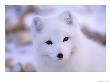 A Portrait Of An Arctic Fox by Paul Nicklen Limited Edition Print