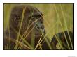 Western Lowland Gorilla by Michael Nichols Limited Edition Pricing Art Print