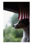 Jack Russell Terrier Near Window With American Flag by Jim Corwin Limited Edition Print