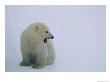 Polar Bear Cub by Norbert Rosing Limited Edition Print