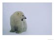 Polar Bear Cub by Norbert Rosing Limited Edition Pricing Art Print