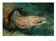 A Spotted Moray Eel Slithers Out Of His Coral Home by George Grall Limited Edition Pricing Art Print