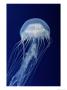 Sea Nettle by George Grall Limited Edition Print