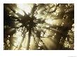 Sunlight Through The Trees Near Haines by Steve Raymer Limited Edition Print