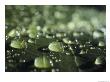 A Close-Up Of Water Droplets On A Leaf by Todd Gipstein Limited Edition Print