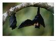 Flying Fox Bats Hang From A Limb In An American Samoa Rainforest by Randy Olson Limited Edition Print