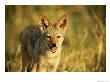 Portrait Of A Jackal by Beverly Joubert Limited Edition Pricing Art Print