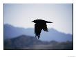 A Common Raven Is Silhouetted Against The Sky by Marc Moritsch Limited Edition Print