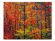 Autumn Colors, New Hampshire by Jules Cowan Limited Edition Print