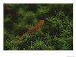 A Red-Spotted Newt, Notophthalmus Viridescens, Crosses A Mossy Patch by Bates Littlehales Limited Edition Pricing Art Print
