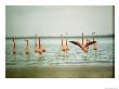 Flamingoes In The Water by James L. Stanfield Limited Edition Print
