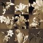 Lily Garden by Caroline Kelly Limited Edition Print