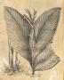 Besler Canna by Basilius Besler Limited Edition Print