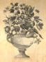 Floral Splendor Ii by Giovanni Battista Piranesi Limited Edition Print