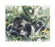 Mountain Gorillas by W. Weber Limited Edition Pricing Art Print