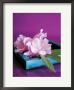 Oleander by Amelie Vuillon Limited Edition Print