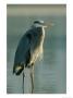 Great Blue Heron On Floridas Gulf Coast by Klaus Nigge Limited Edition Print