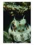 Close View Of The Head Of A Blenny by Tim Laman Limited Edition Print