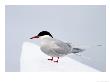An Arctic Tern Perches On The Ice In Svalbard by Ralph Lee Hopkins Limited Edition Pricing Art Print