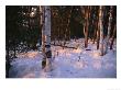 Birch Trees In The Snow At The International Wolf Center by Joel Sartore Limited Edition Print