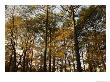 Loblolly Pines And Other Trees In A Maritime Forest by Raymond Gehman Limited Edition Print