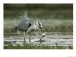 Gray Heron With A Freshly Caught Fish In Its Mouth by Klaus Nigge Limited Edition Print