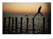 Bo Hoppin Leaps Between Pilings In The Chesapeake Bay Off Great Fox Island, Virginia by Robert Madden Limited Edition Print