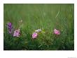 Wild Prairie Roses Bloom Among Grasses by Annie Griffiths Belt Limited Edition Pricing Art Print