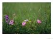 Wild Prairie Roses Bloom Among Grasses by Annie Griffiths Belt Limited Edition Pricing Art Print