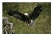 An American Bald Eagle Soars Near Its Nest by Klaus Nigge Limited Edition Print