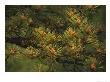 Pitch Pine Needles In Late Afternoon Light by Raymond Gehman Limited Edition Print