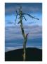 Twilight View Of Old Rag Mountain With Dead Tree Snag by Raymond Gehman Limited Edition Print