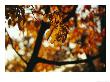 Dogwood Tree In Golden Fall Color by Raymond Gehman Limited Edition Print
