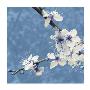 Blossom In Blue by Gail Mckenzie Limited Edition Pricing Art Print