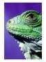 Green Iguana, South America by Don Romero Limited Edition Pricing Art Print
