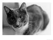 Black And White Image Of A Cat by Debra Cohn-Orbach Limited Edition Pricing Art Print