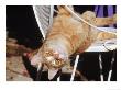 Tabby Cat Sitting With Head Hanging Upside Down by Francie Manning Limited Edition Print