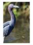 Great Blue Heron by Mark Newman Limited Edition Pricing Art Print