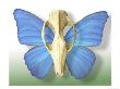 Skull With Butterfly Wings by Jim Mcguire Limited Edition Print