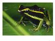 Poison Dart Frog, Epipedobates Tricolar by Marian Bacon Limited Edition Print