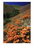 Poppies, Ca by David Carriere Limited Edition Print
