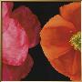 Dual Poppy Left by Pip Bloomfield Limited Edition Pricing Art Print