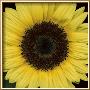 Sunflower Face by Pip Bloomfield Limited Edition Print