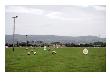 Sheep Grazing, Carndonagh, Ireland by Stephen Szurlej Limited Edition Pricing Art Print