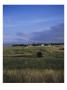 Muirfield Golf Club, Hole 7 by Stephen Szurlej Limited Edition Print