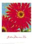 Gerbera Maximus Ii by Karen Dupre Limited Edition Print