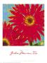 Gerbera Maximus Ii by Karen Duprã© Limited Edition Print