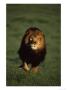 African Lion Walking In Grass by Don Grall Limited Edition Pricing Art Print